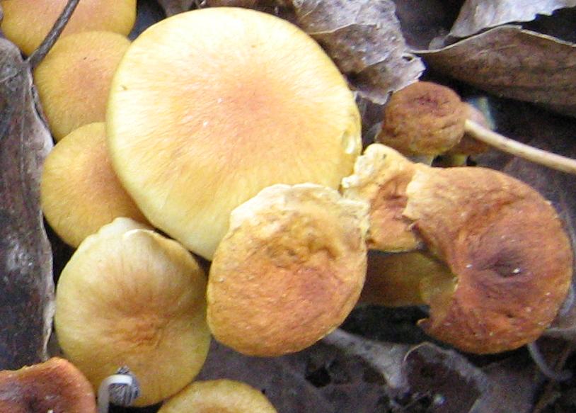 Funghi del Padule di Fucecchio